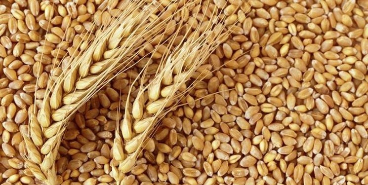 تداوم افزایش قیمت کالاهای اساسی در بازارهای جهانی همچنان ادامه دارد و گندم به عنوان مهمترین کالای اساسی ۲۰ دلار در یک روز افزایش یافت.