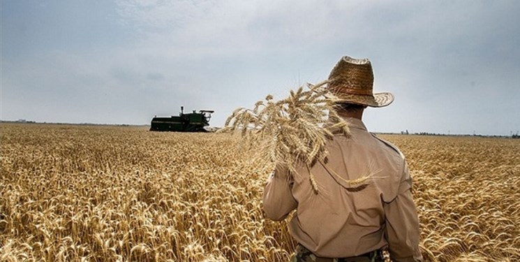 تصاویر ماهواره‌ای نشان می‌دهد که تولید گندم در اوکراین طی سال جاری حداقل ۳۵ درصد کمتر از سال‌های گذشته خواهد بود.