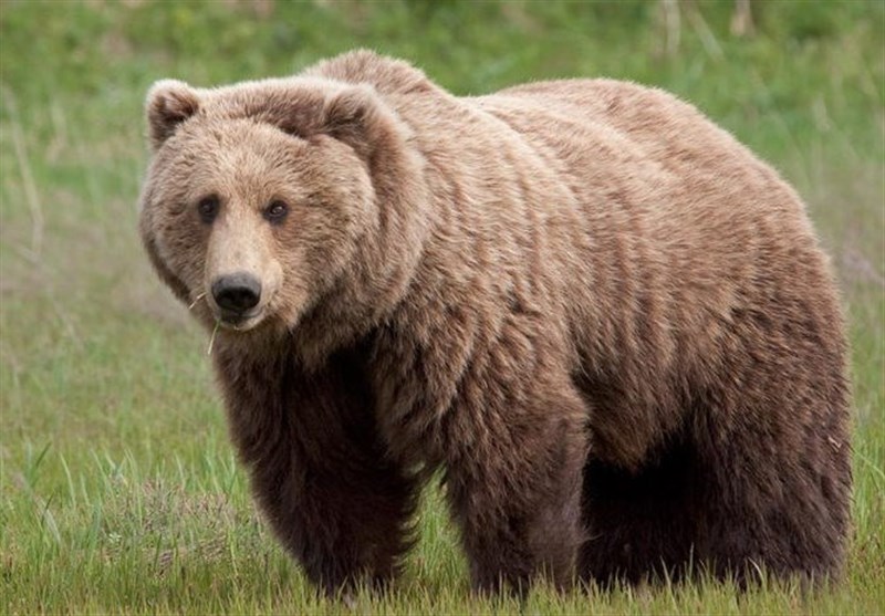 تلف شدن یک خرس قهوه‌ای در چهارمحال بختیاری