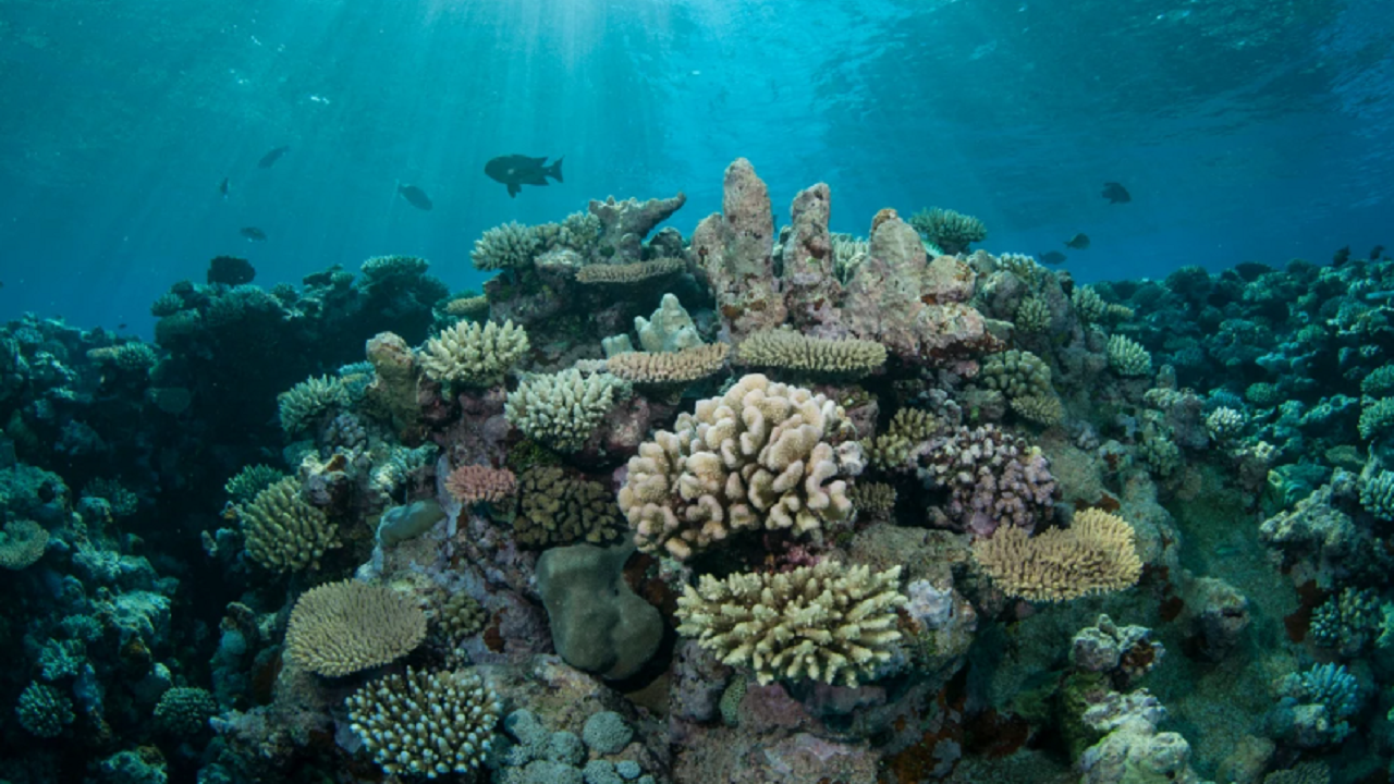دانشمندان در انگلیس از طریق یک سیستم هوش مصنوعی (AI) سلامت صخره‌های مرجانی را بررسی می‌کنند.
