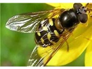 زنبور براکون و تریکوگراما در ۲۵ هکتار از باغات فردیس رهاسازی شد
