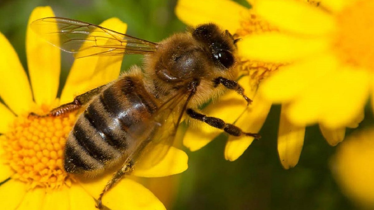 زنبور‌های عسل بعد از انسان‌ها تنها موجودات زنده‌ای هستند که می‌توانند اعداد زوج و فرد را از یکدیگر تشخیص دهند.
