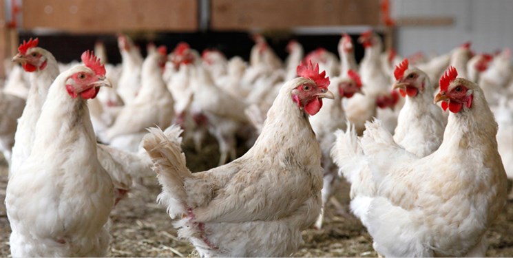 سازمان اتکا آماده تامین نیازمندی‌ها و خرید محصولات مرغداران است