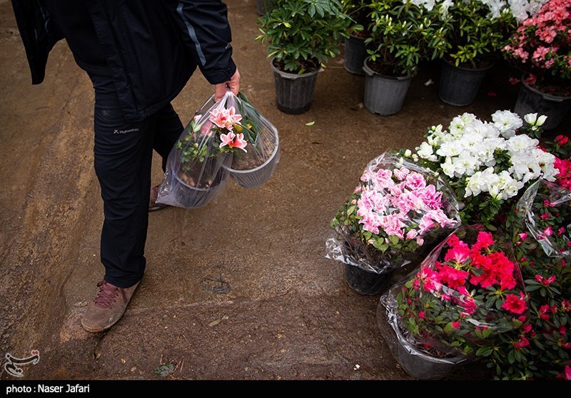 سرانه مصرف گل در کشور بسیار کمتر از نُرم جهانی است