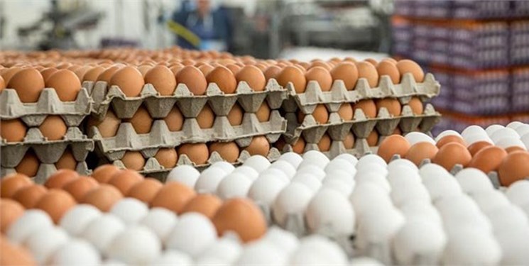 شرکت پشتیبانی امور دام تخم مرغ مازاد را خریداری کند