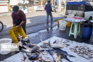 شیلات ایلام ظرفیت صادرات ماهی را به عراق دارد
