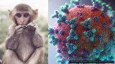 قرنطینه ۲۱ روزه و اجباری برای آبله میمون در بلژیک