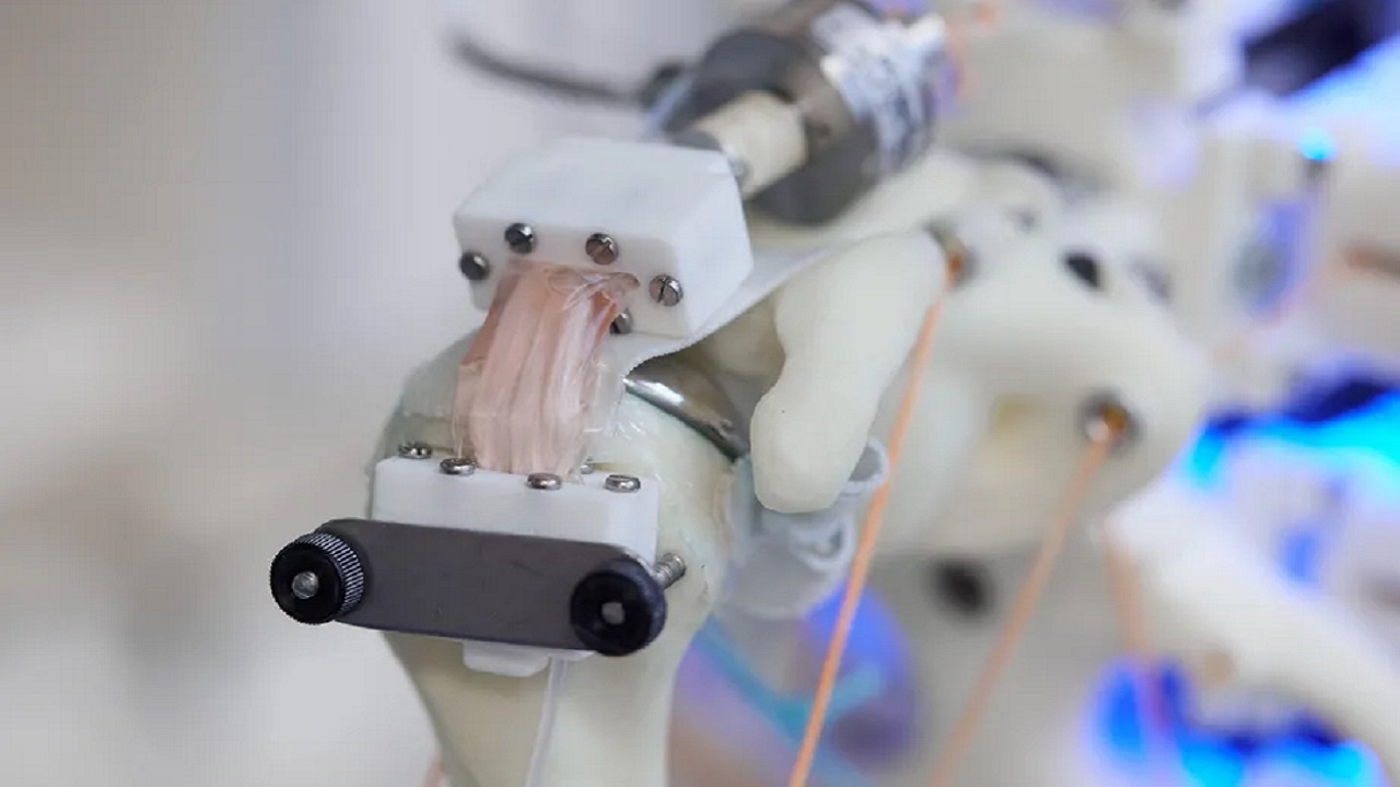 محققان دانشگاه آکسفورد و شرکت روباتیک Devanthro سلول‌هایی را روی یک اسکلت رباتیک رشد داده اند.