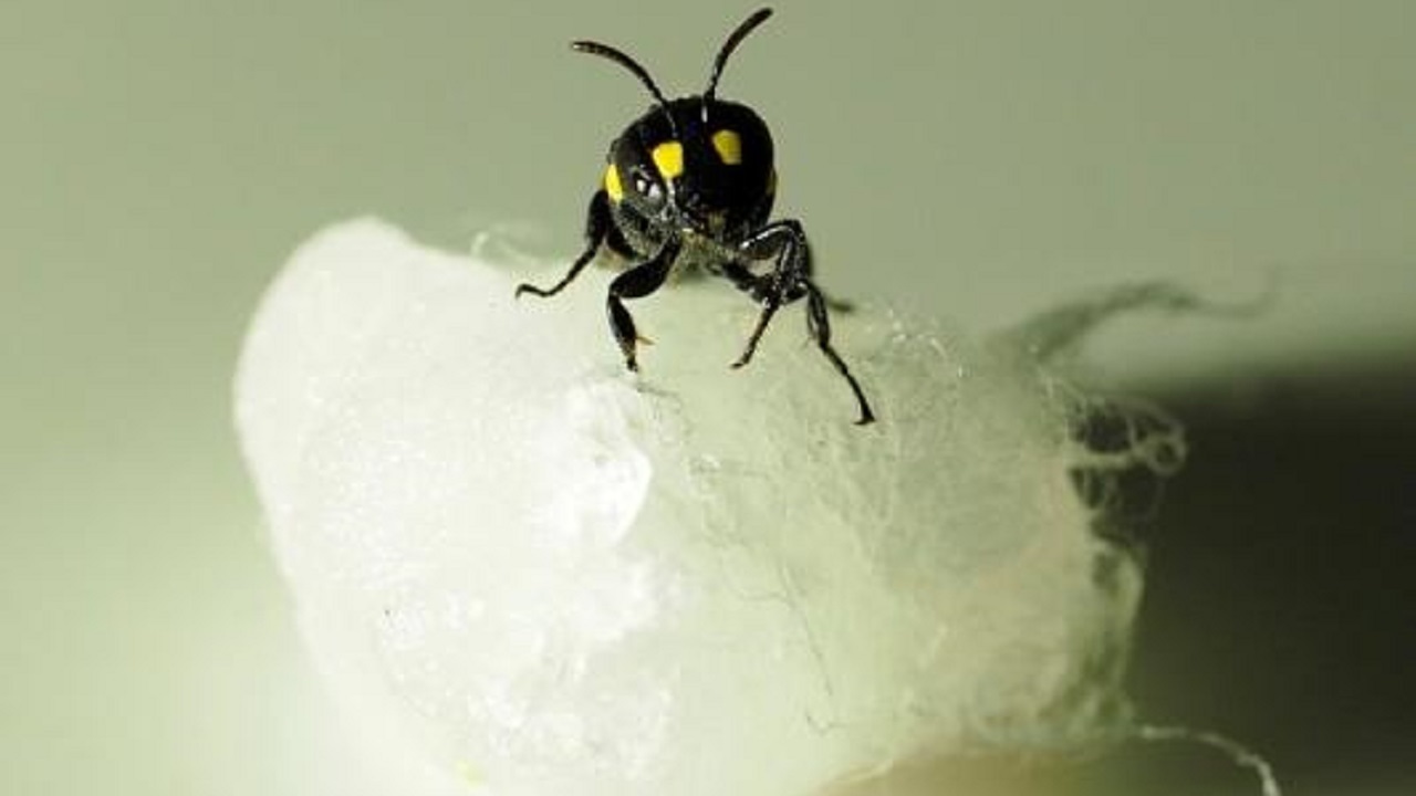 موسسه Humble Bee  در تلاش است تا با کمک نوعی از زنبورها پلاستیک‌های تجزیه پذیر طراحی کند.