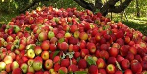پایین بودن قیمت سیب ایران نسبت به سیب هندی موجب شده است تا بازار این محصول کشاورزی از رقبای داخلی در هند هم ربوده شود.
