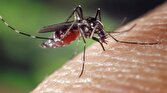 چرا پشه‌ها خون انسان را بر حیوانات ترجیح می‌دهند؟