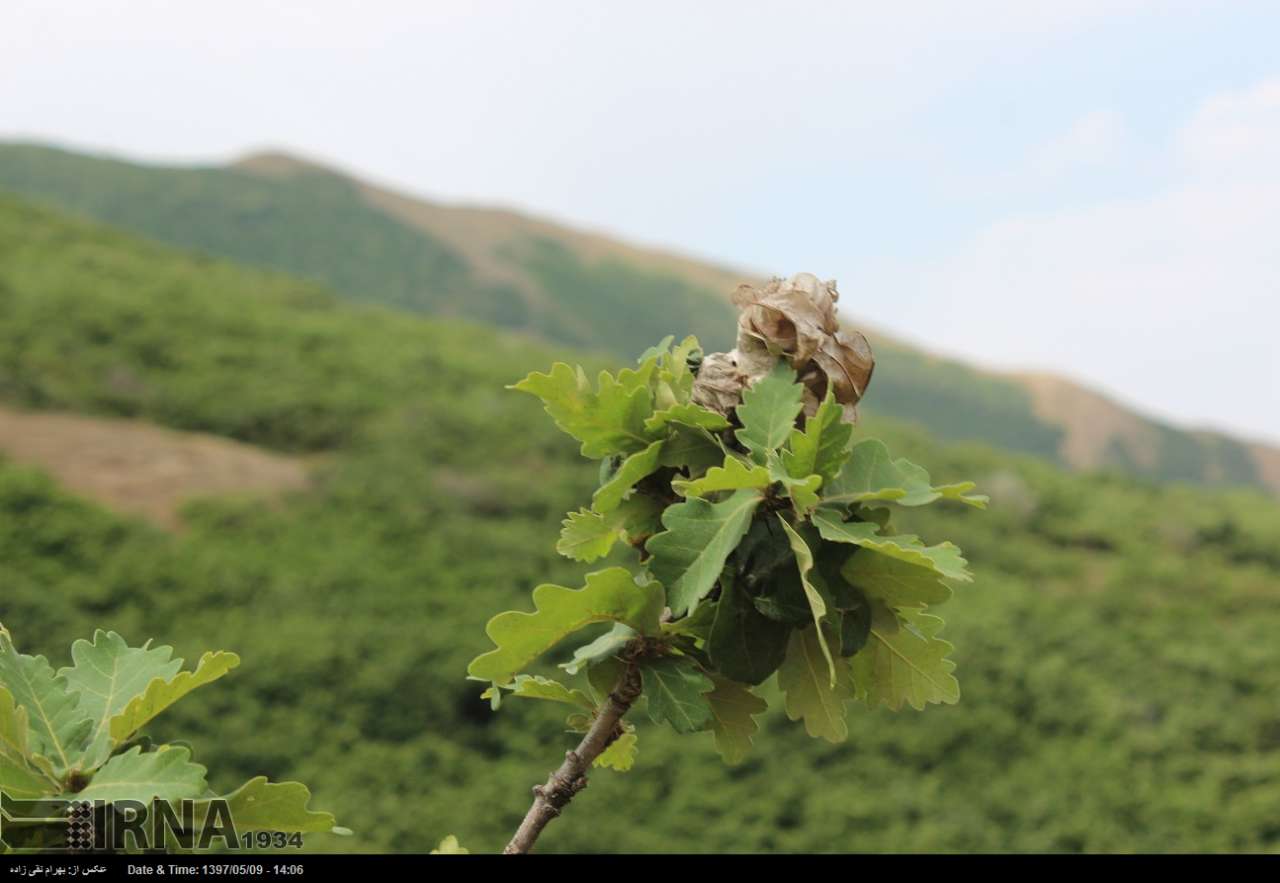 چهارمین مرحله از مبارزه با آفت پروانه دم قهوه ای در قزوین آغاز شد