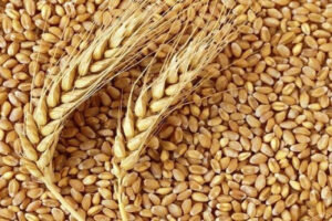 کشاورزان دلگانی بیش‌از ۷ هزار تن گندم به مراکز خرید تحویل دادند