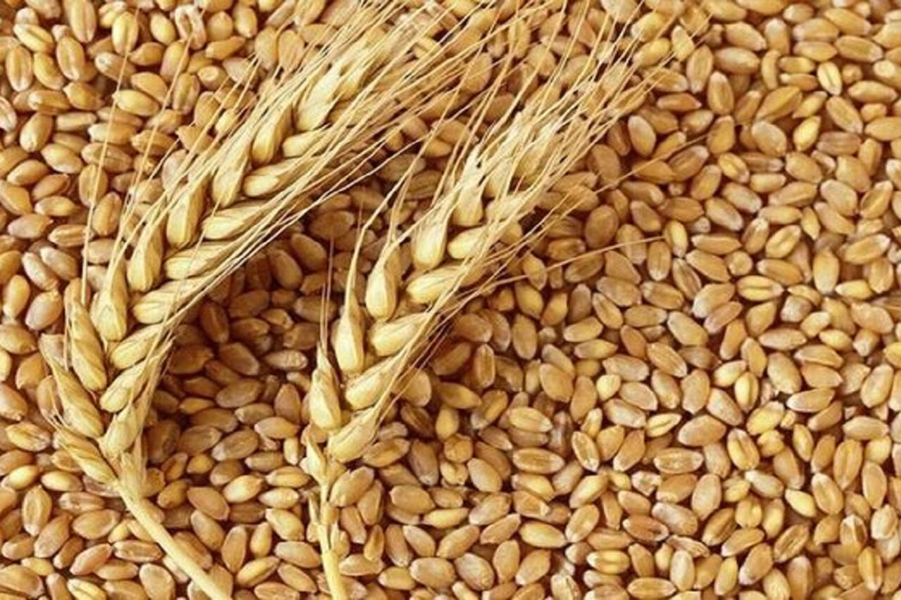کشاورزان دلگانی بیش‌از ۷ هزار تن گندم به مراکز خرید تحویل دادند