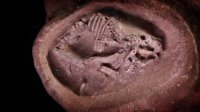 کشف کاملترین فسیل جنین دایناسور در چین