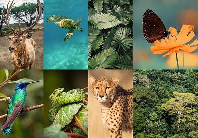 ۷۹ گونه از مهره‌داران در ایران در معرض تهدید انقراض هستند