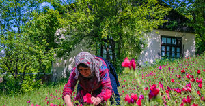 آغاز برداشت گل گاوزبان در مازندران آغاز برداشت گل گاوزبان در مازندران