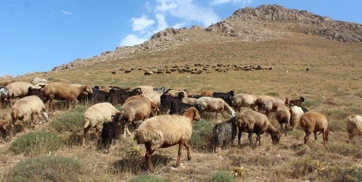 انتقال ۱۰ هزار گوسفند از جنوب به شمال‌غرب کشور برای مقابله با کمبود علوفه