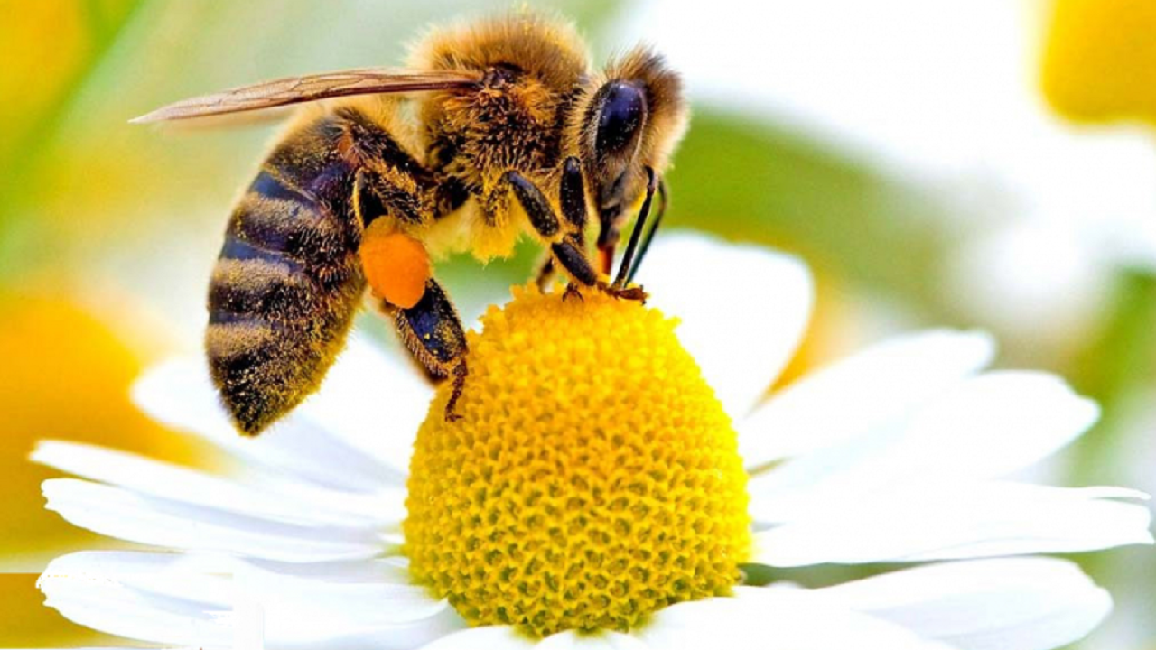 انجمن توسعه کشاورز فلسطین موفق به تهیه دستگاهی برای استخراج زهر زنبور عسل شد.