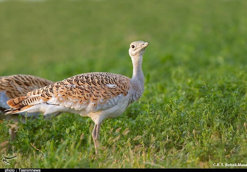 تحریم پروژه‌ حفاظت از "میش‌مرغ" توسط انجمن پرنده‌شناسی خاورمیانه!