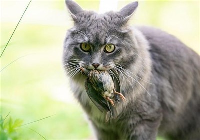 گربه‌های اهلی در بریتانیا سالانه ۲۷۰ میلیون حیوان وحشی را می‌کشند!