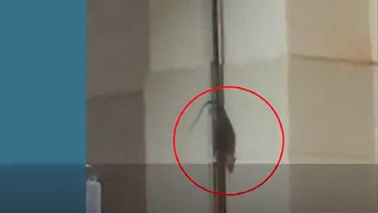 ویدئوی بالارفتن موش ها از سرم یک بیمار در بیمارستاتی در هند به سوژه رسانه ها تبدیل شده است.