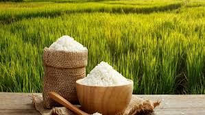 خرید ۱۰۰ هزار تن برنج در مازندران در قالب کشت قراردادی