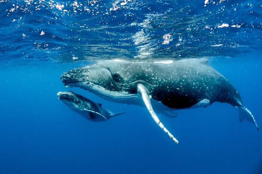 آواز نهنگ‌ها ۸۰۰۰ کیلومتر بسامد دارد!
