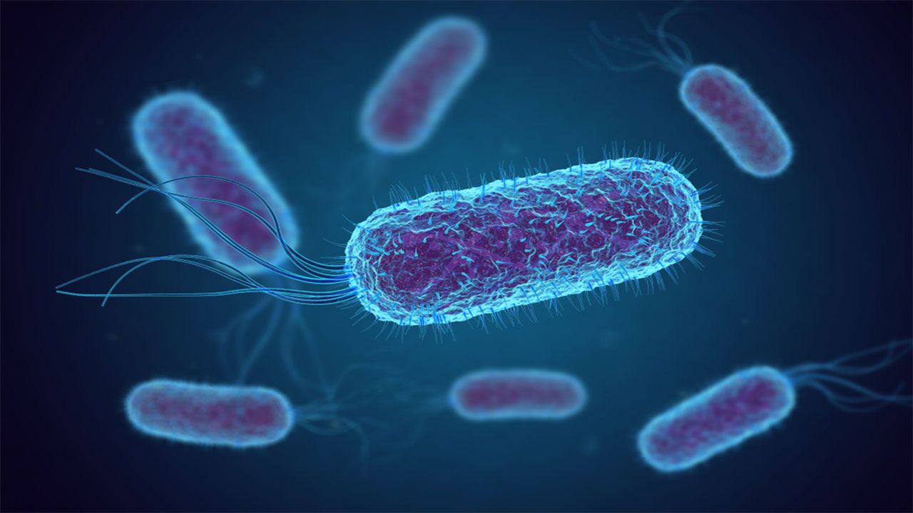 نخستین نمونه میکروبیوم انسانی در آزمایشگاه ساخته شد