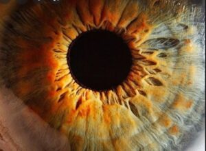 پیش‌بینی خطر مرگ با یک آزمایش چشم