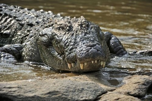 خطر  تمساح ها در پی طغیان رودخانه های سیستان و بلوچستان