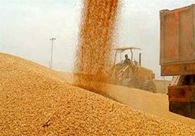 خرید تضمینی گندم در کشور از ۱.۵ میلیون تُن فراتر رفت