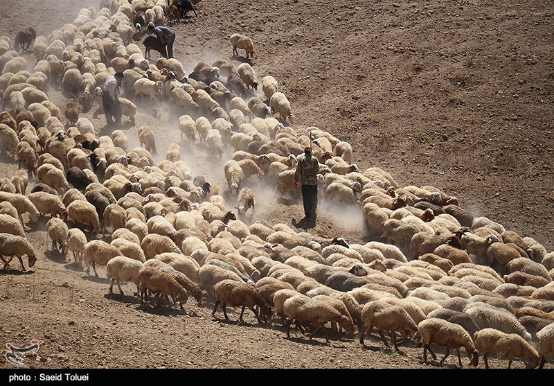 مرتعداران برای اخذ شناسه یکتا اقدام کنند