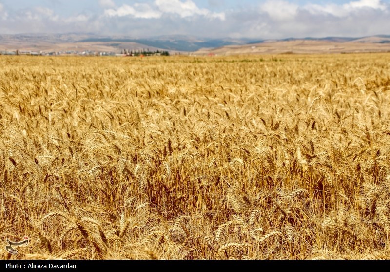 ۴۰ همت پول گندم کاران به زودی پرداخت می‌شود