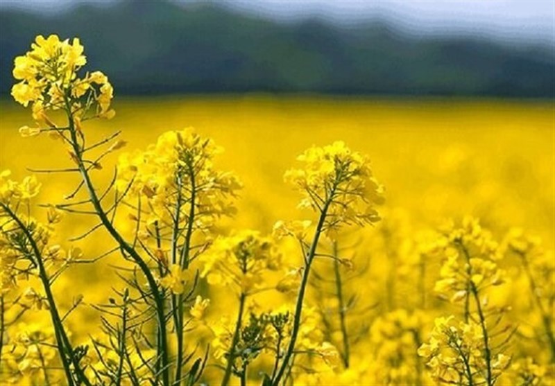 نرخ خرید تضمینی ۶ کالای اساسی اعلام شد