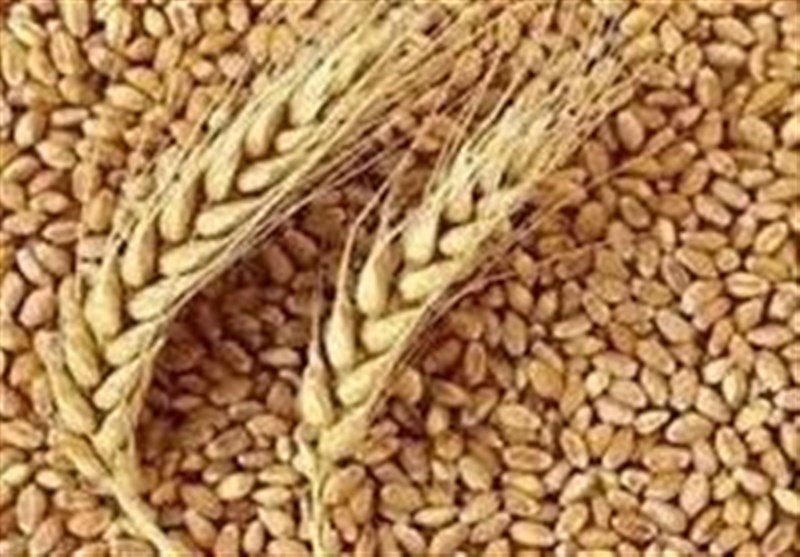 برآورد رئیس سازمان تات از کاهش تولید گندم امسال