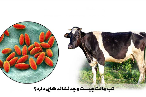 لبنیات غیرپاستوریزه عامل انتقال تب مالت است